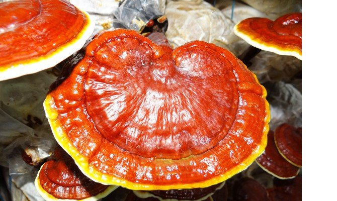 Reishi mantarı nedir Faydaları neler