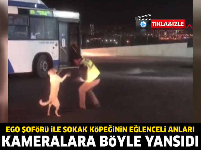 EGO şoförünün köpekle eğlenceli anları kamerada