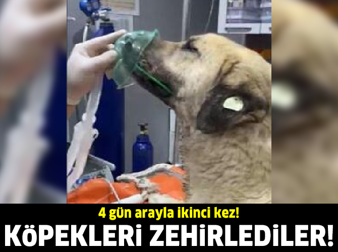 4 gün arayla ikinci kez zehirlediler