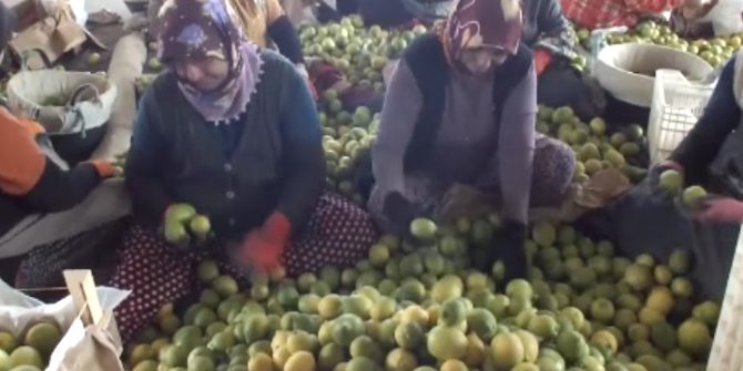 silifke de yatak limon hazirligi basladi