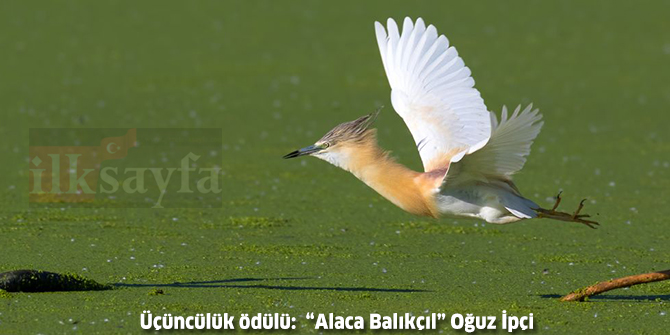 3,-nallihan-kus-cenneti-6-foto-safari-yarismasi,-odul,-birincilik-odulu,-ikincilik-odulu,-ucunculuk-odulu,-dereceye-giren-fotograflar,-ankara-milletvekili-nevzat-ceylan,-sanem-arikan.jpeg