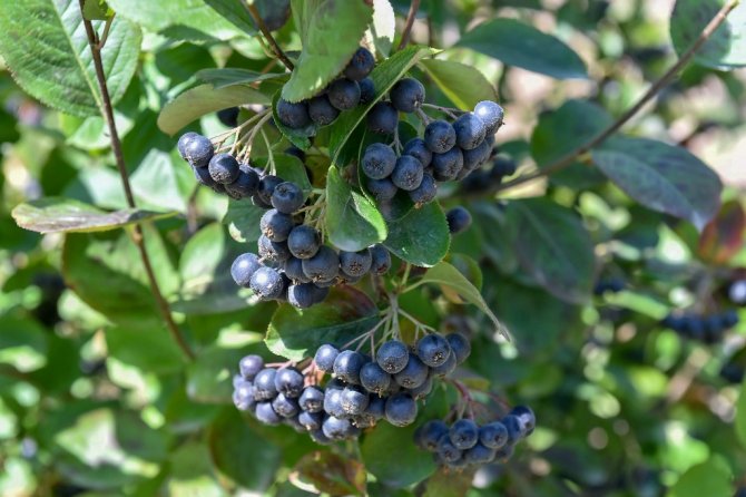 aronia09.jpg