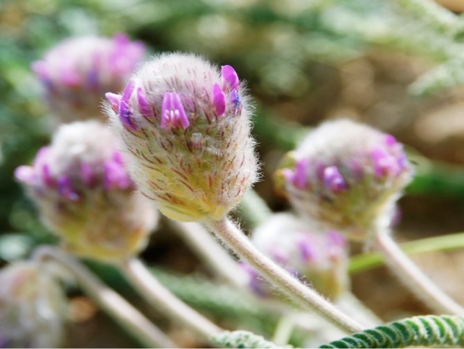 ayas_gumusu_astragalus_densifolius_subsp._ayashensis.png