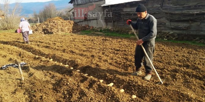 tohumluk-patates,-patates-ekmek,-ciftci,-tarla,-toprak,-dogal-patates,,,.jpg