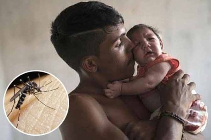 zika-virusu.jpg